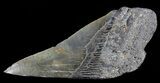 Fossil Megalodon Tooth Paper Weight #70541-1